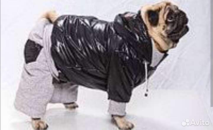 Одежда для собак
