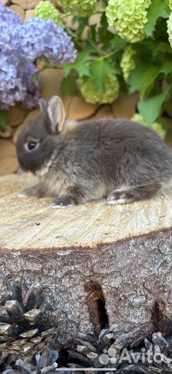 Большой выбор карликовых декоративных кроликов