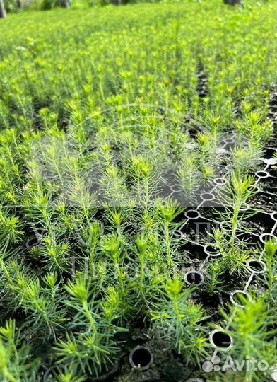 Зкс Сосна сеянцы Ели Лиственницы окс Голуб Горная