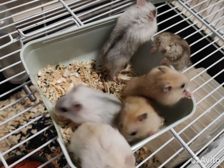 Джунгарский хомяк