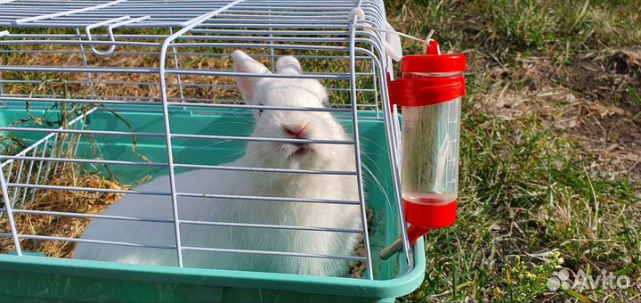 Декоративный кролик