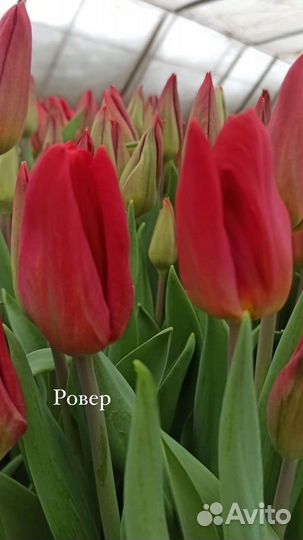 Луковицы тюльпана после выгонки