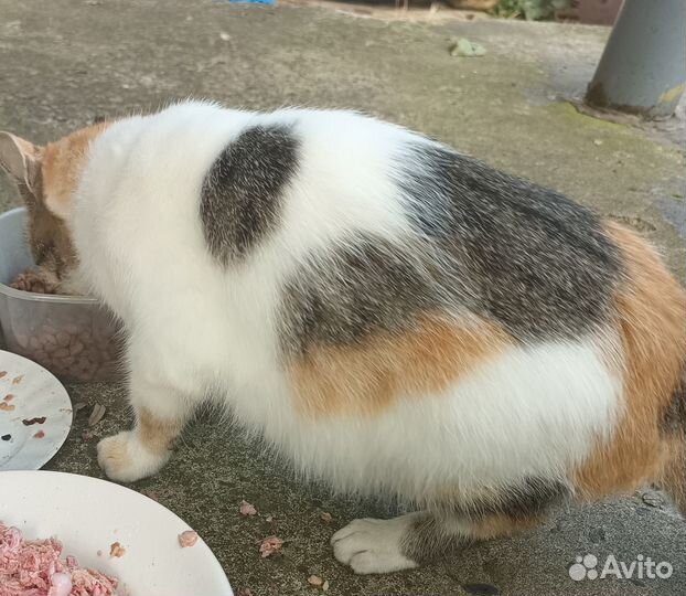 Ласковая кошка в добрые руки