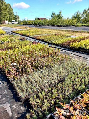 Растения P9 П9 в ассортименте