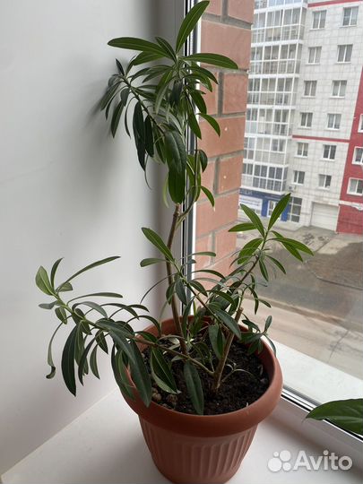 Олеандр кустовой