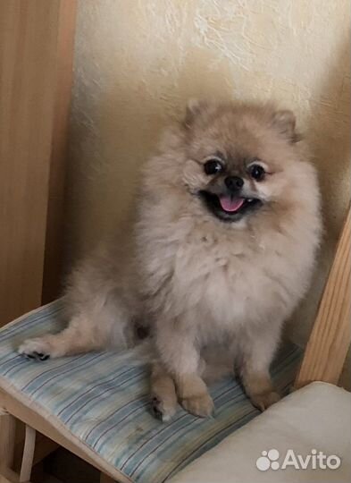 Умнейший померашка приглашает на вязку