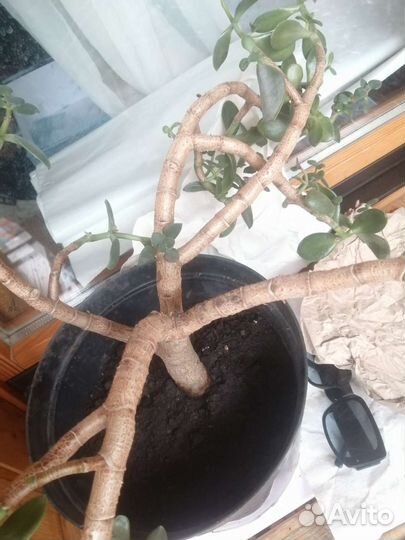 Денежное дерево толстянка большое