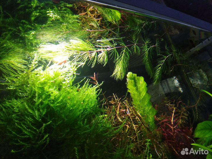 Яванский мох