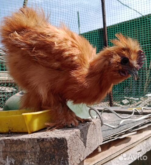 Китайские шелковые молодки