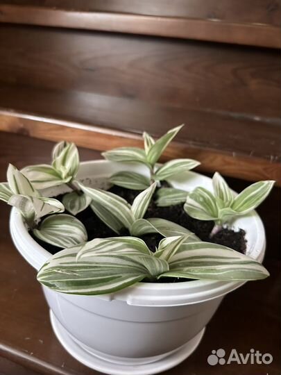 Комнатные цветы