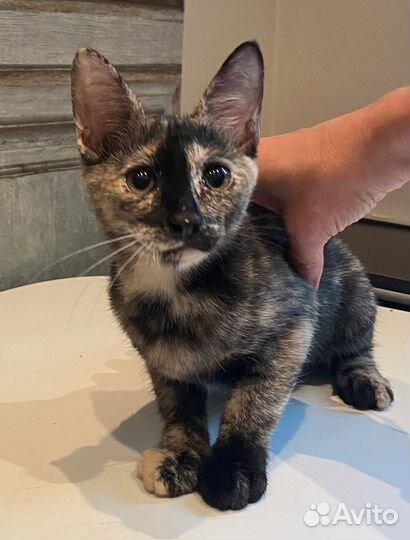 Котенок Пума