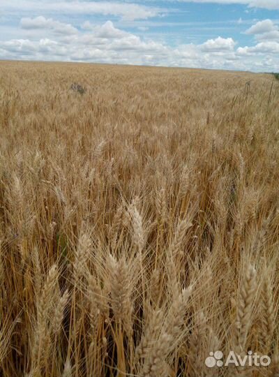 Зерно: Пшеница,Ячмень