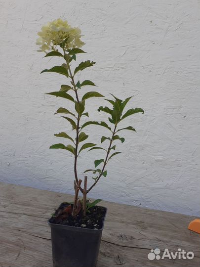 Гортензия саженцы метельчатая