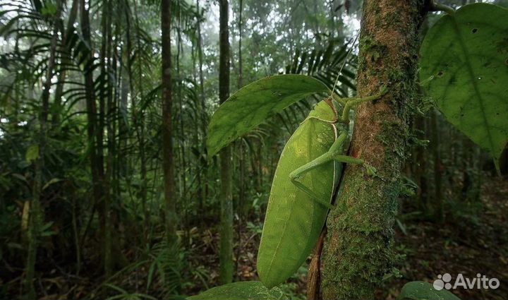 Насекомые в рамке Кузнечик Геркулес