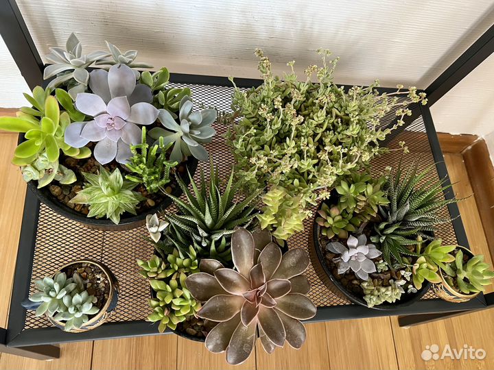 Суккуленты черенки и листья суккулентов почтой