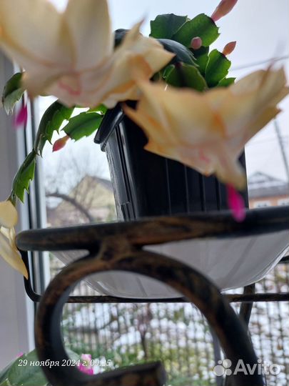 Декабрист шлюмбергера желтый