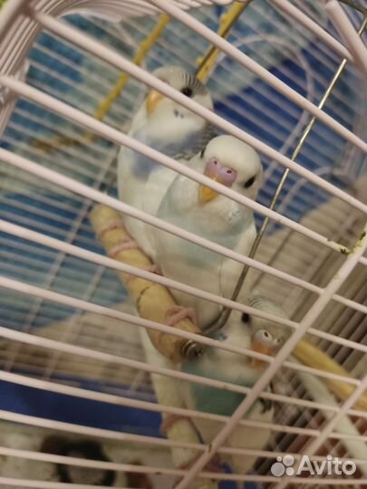 Волнистый попугай