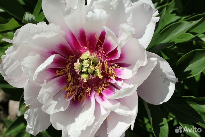 Пион Кора Луиза (Paeonia Itoh Cora Louise), корень