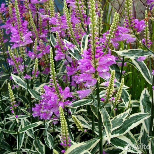 Цветы многолетники для сада