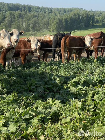 Продам нетелей породы герефорд