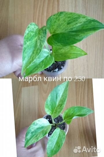 Сциндапсусы и эпипремнумы