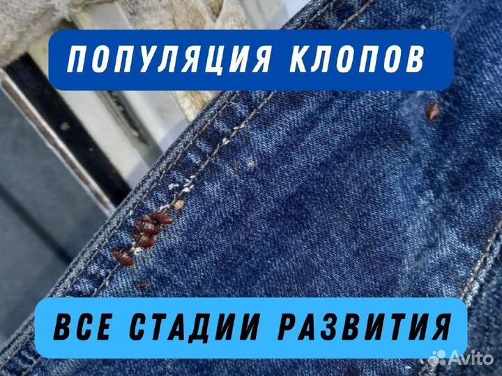 Уничтожение тараканов, травить клопов, обработка