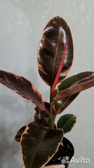 Разные комнатные цветы