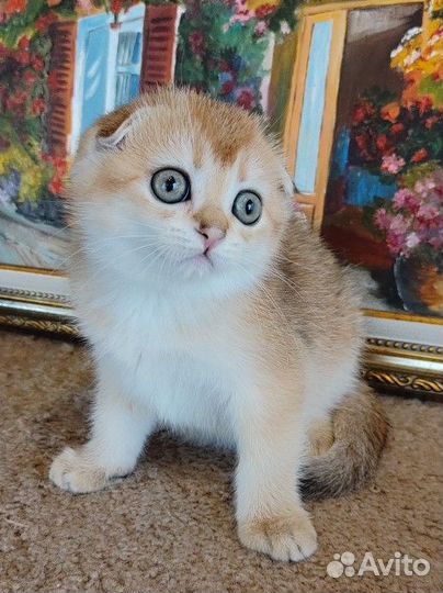 Шотландская золотая шиншилла