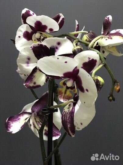 Орхидея фаленопсис