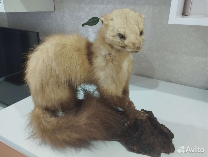 Чучело хорька