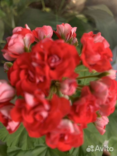 Пеларгония герань