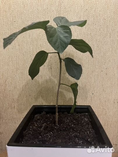 Гибискус Black Rainbow