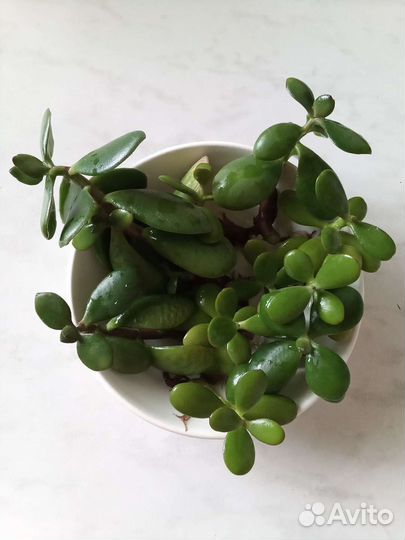 Толстянка, денежное дерево