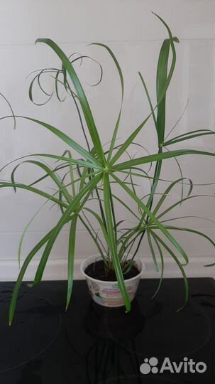 Циперус альтернифолиус Грацилис (тростник/зонтик)