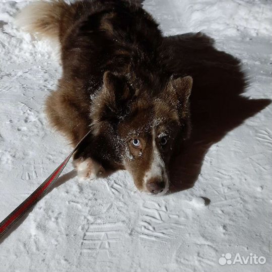 Дрессировка собак кинолог
