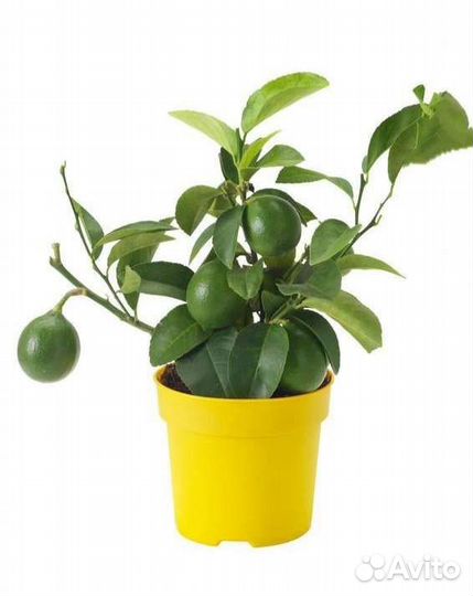 Лимон Мейера