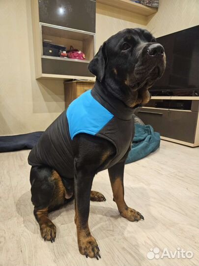 Комбинезон для собак