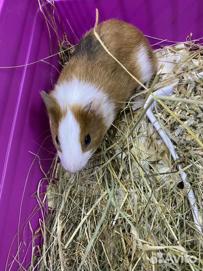 Морская свинка