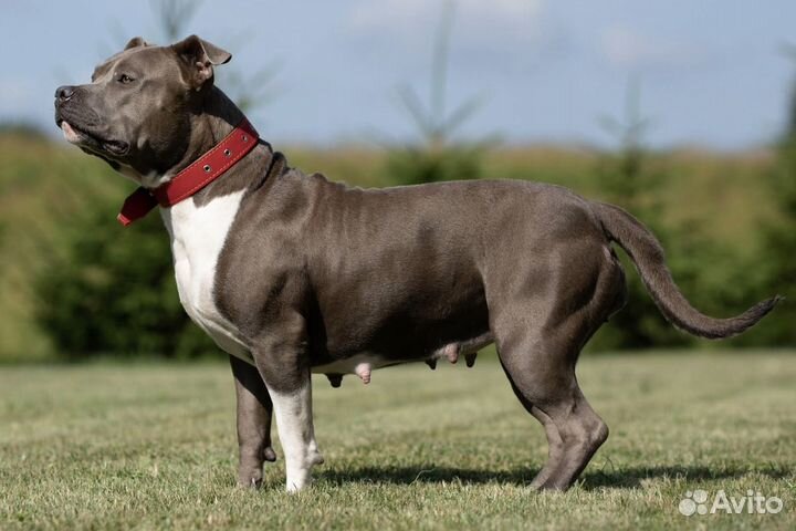 Американский булли xl