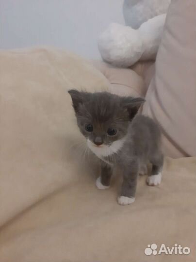 Котята в добрые руки 1 месяц