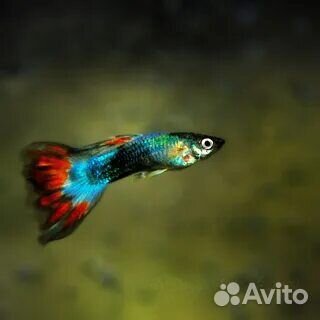 Рыбки гуппи