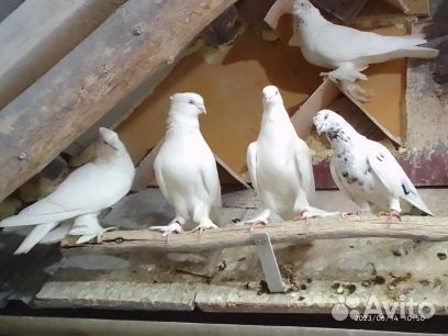 Продажа голубей