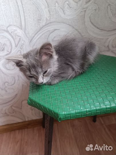 Котенок в ласковые руки