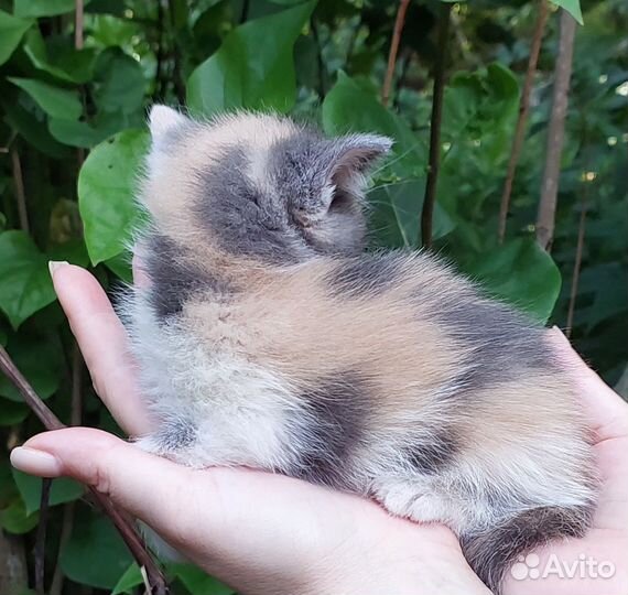 Котята-подкидыши в добрые руки