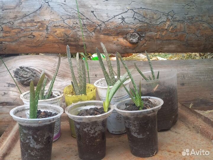 Алоэ древовидный