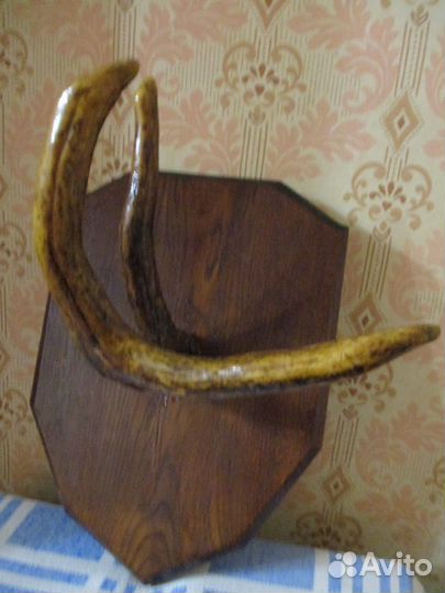 Рога лося и косули на медальоне