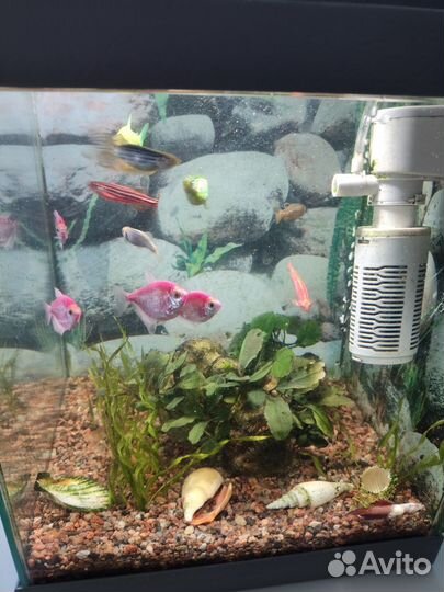 Аквариум куб 20 литров