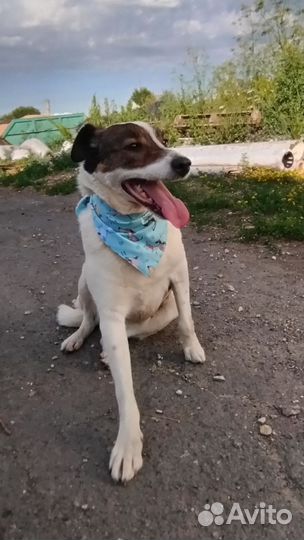 Собака в добрые руки