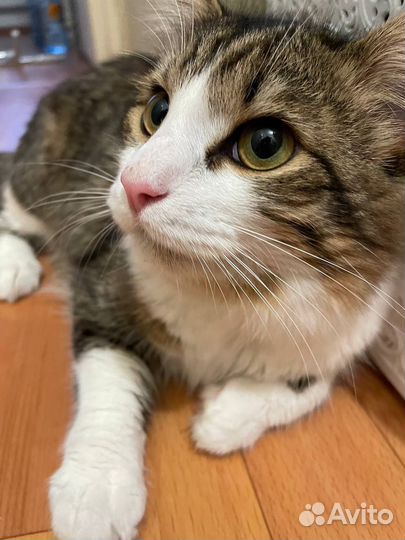 Отдам кота в добрые руки
