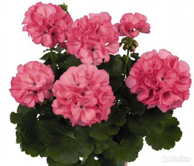 Сортовые пеларгонии